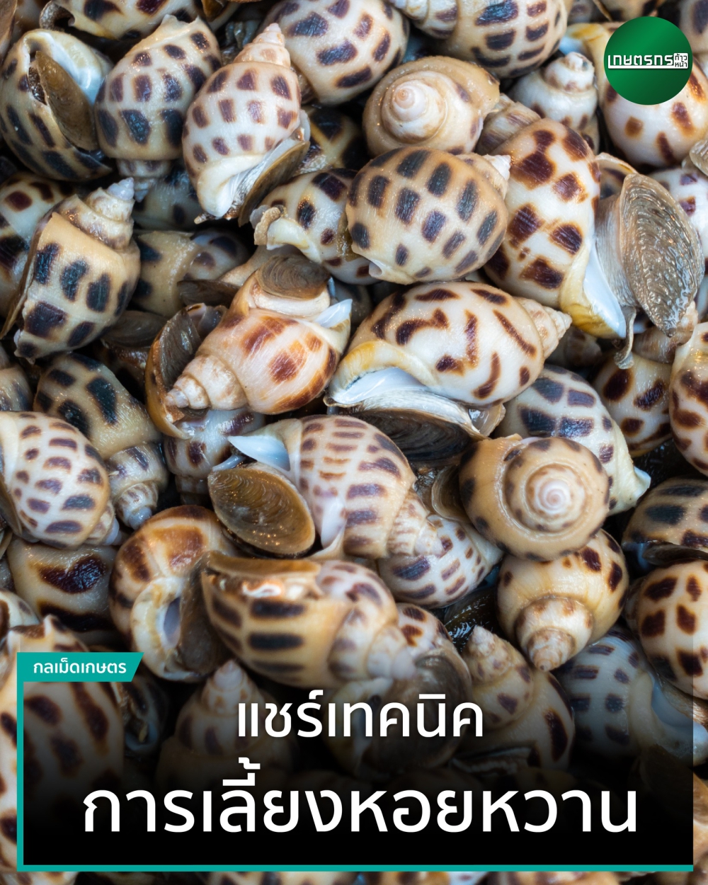 แชร์เทคนิค การเลี้ยงหอยหวาน