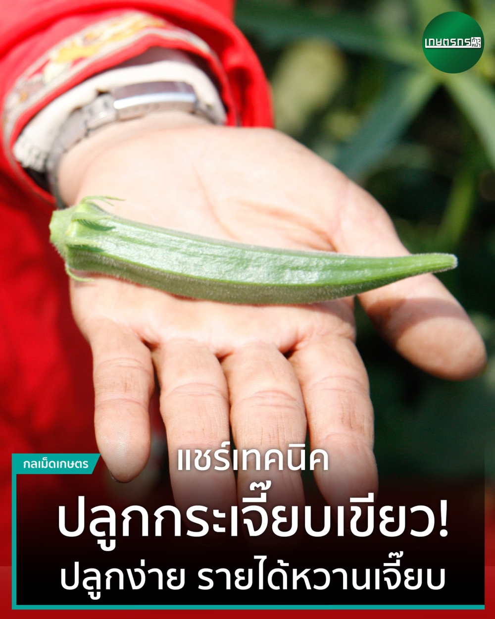 กระเจี๊ยบเขียว (Okra)