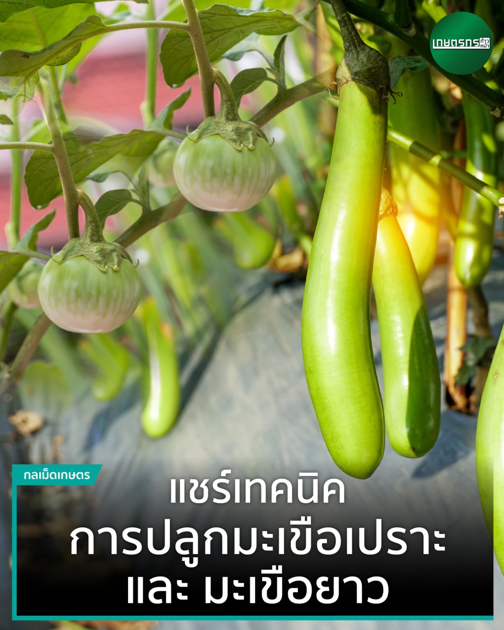 การปลูกมะเขือเปราะ และมะเขือยาว