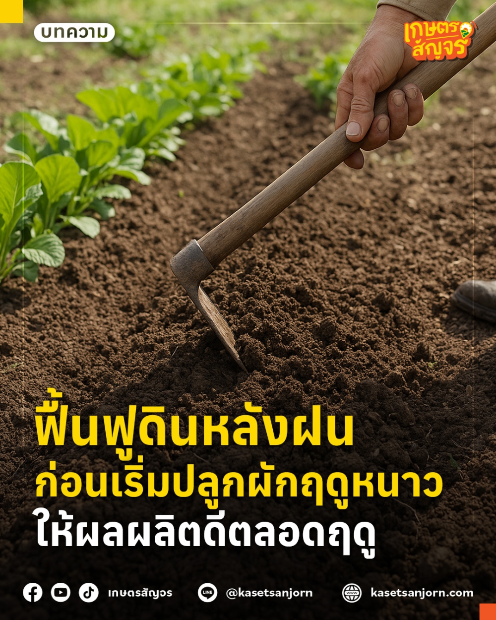 ฟื้นฟูดินหลังฝนก่อนเริ่มปลูกผักฤดูหนาว