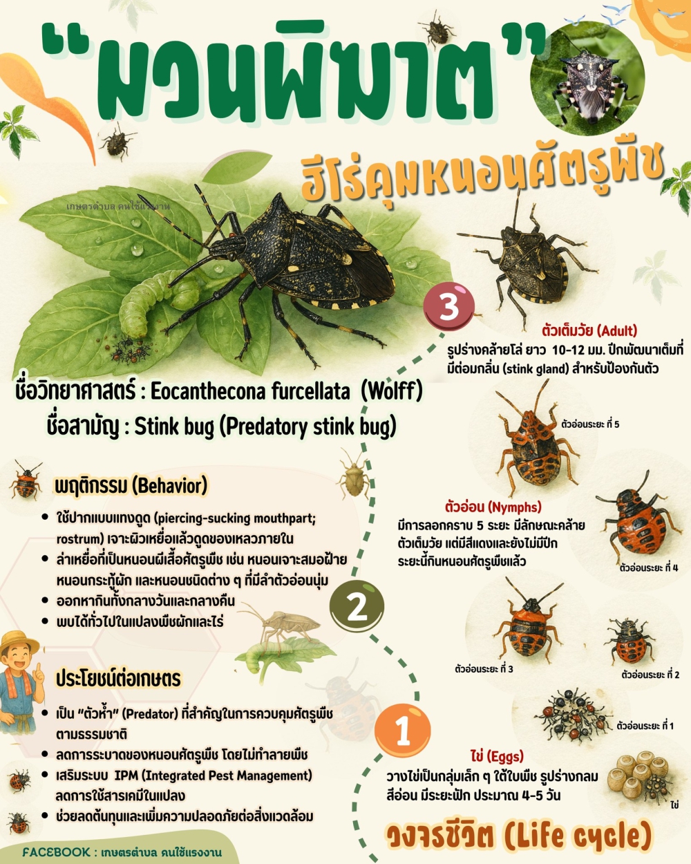 ทำความรู้จักมวนพิฆาตฮีโร่ตัวจิ๋วผู้พิทักษ์แปลงเกษตร