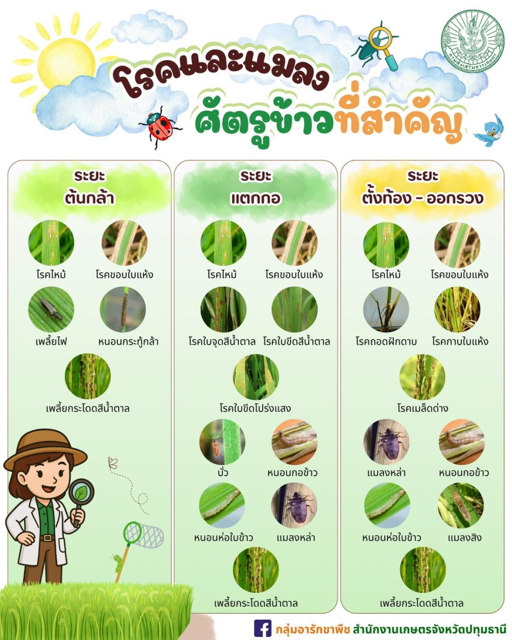 โรคและแมลง ศัตรูข้าวที่สำคัญ
