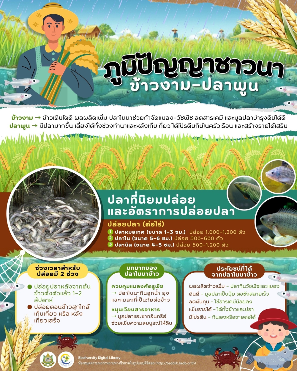 ภูมิปัญญาชาวนา ข้าวงาม–ปลาพูน