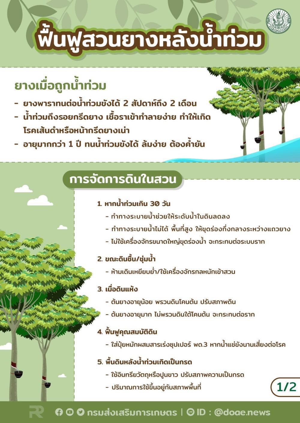 ฟื้นฟูสวนยางหลังน้ำท่วม