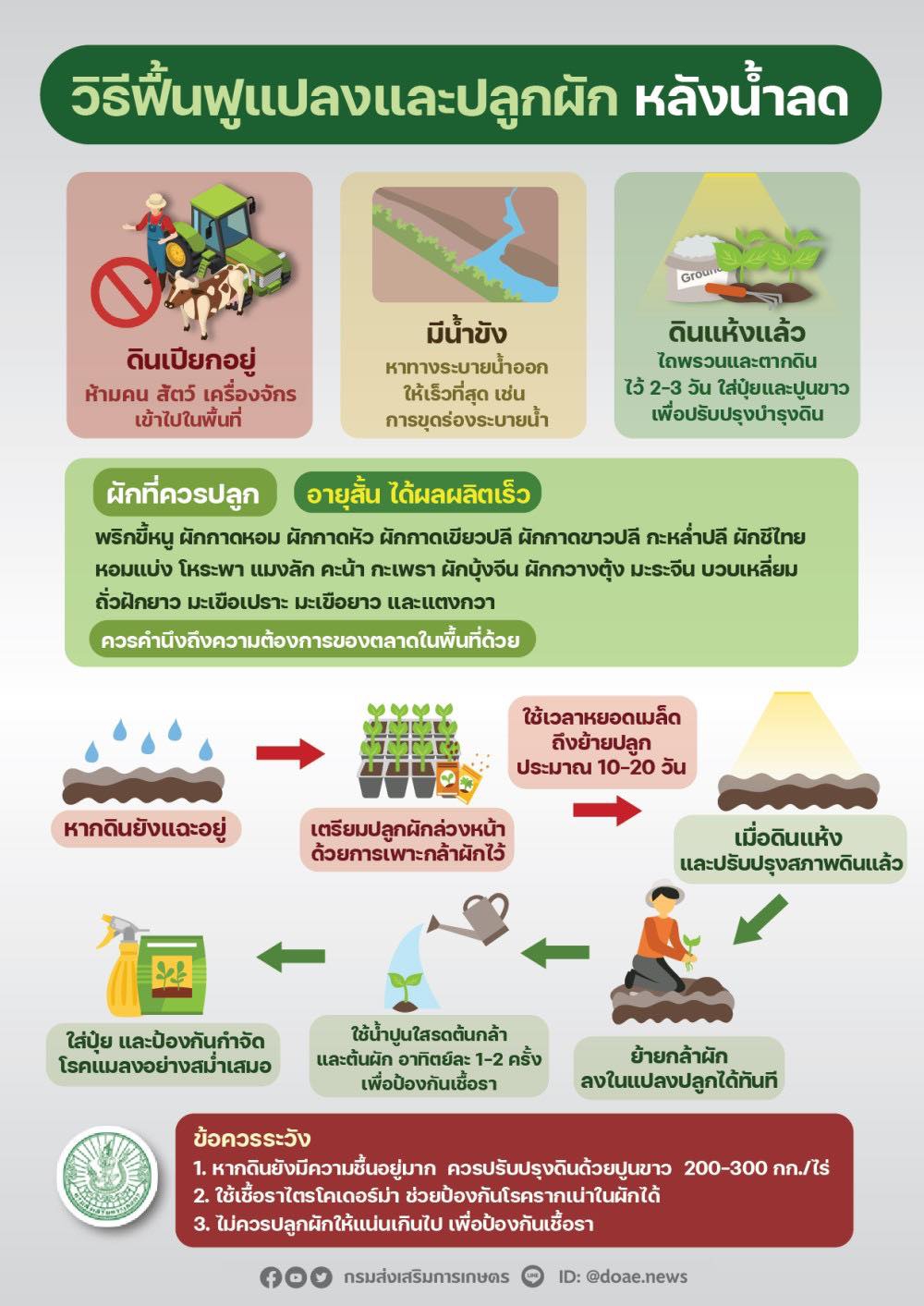 วิธีฟื้นฟูแปลงและปลูกผัก หลังน้ำลด