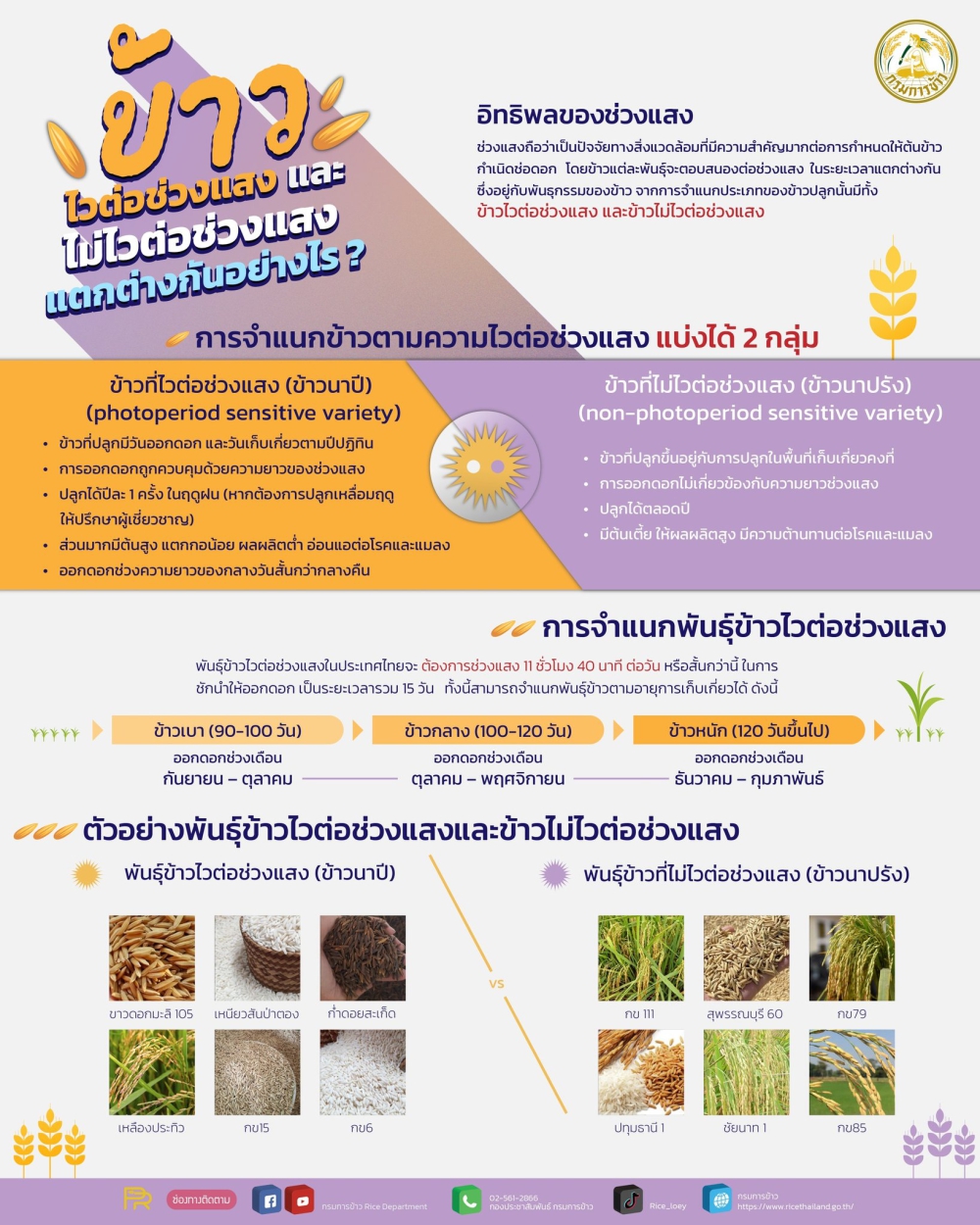 ข้าว ไวต่อช่วงแสง และ ไม่ไวต่อช่วงแสง  ต่างกันยังไง