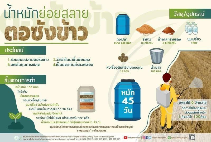 น้ำหมักสลายตอซังข้าว.