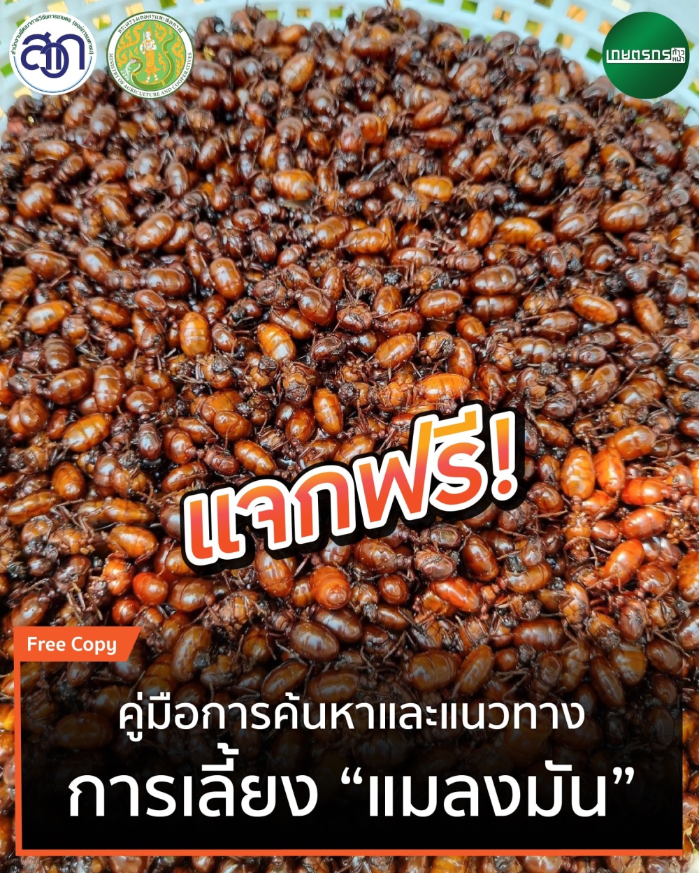 คู่มือการค้นหาและแนวทางการเลี้ยง แมลงมัน