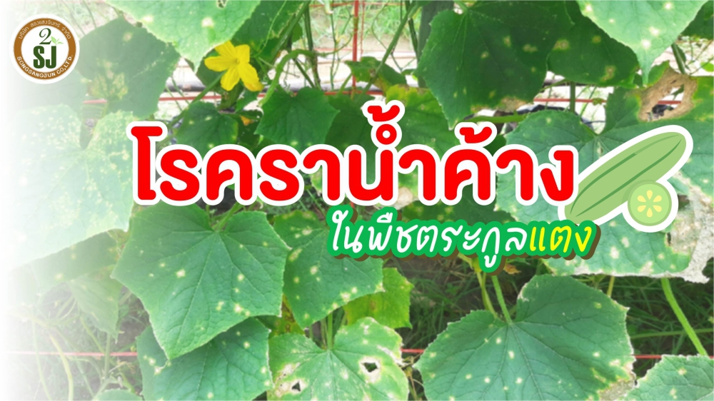 เตือนการเฝ้าระวัง