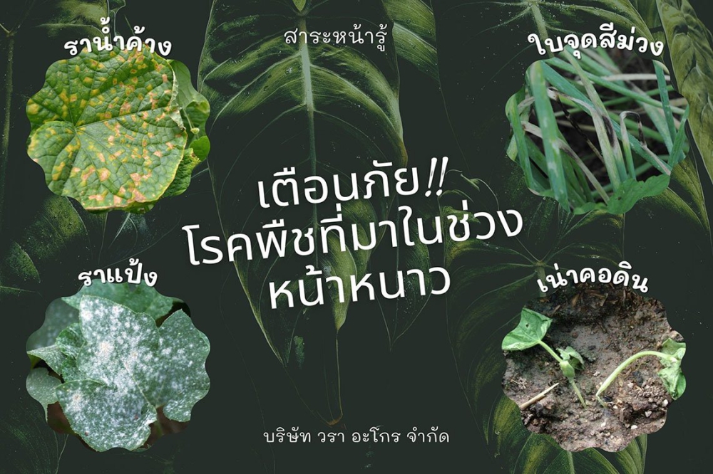 เตือนภัยโรคพืชที่มาในช่วงหน้าหนาว