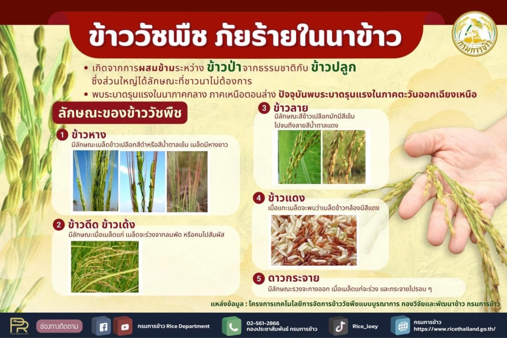 ข้าววัชพืช ภัยร้ายในนาข้าว