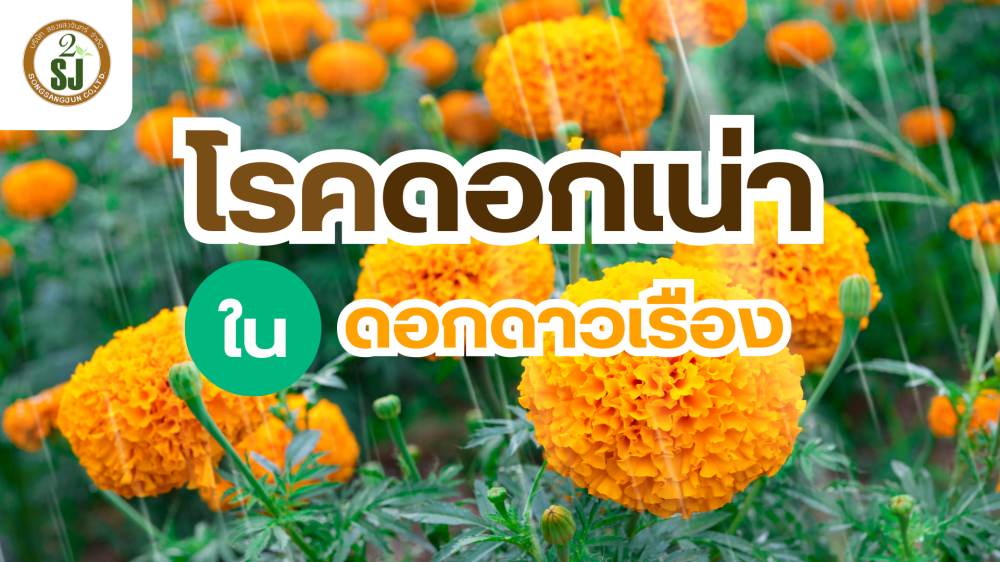 เตือนการเฝ้าระวัง