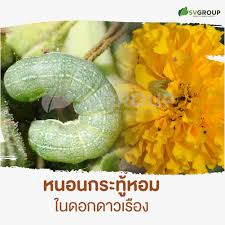 เตือนการเฝ้าระวัง