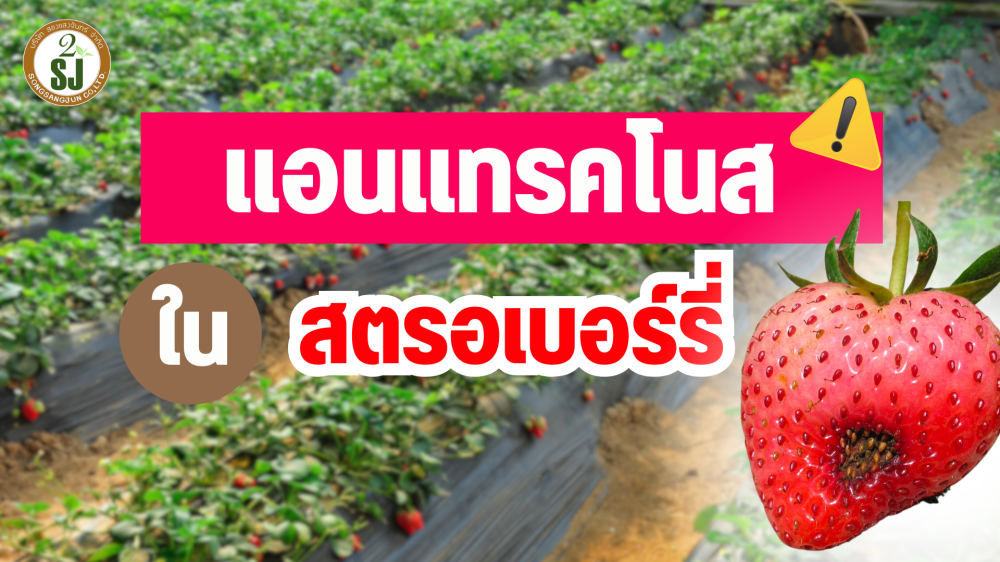 เตือนการเฝ้าระวัง