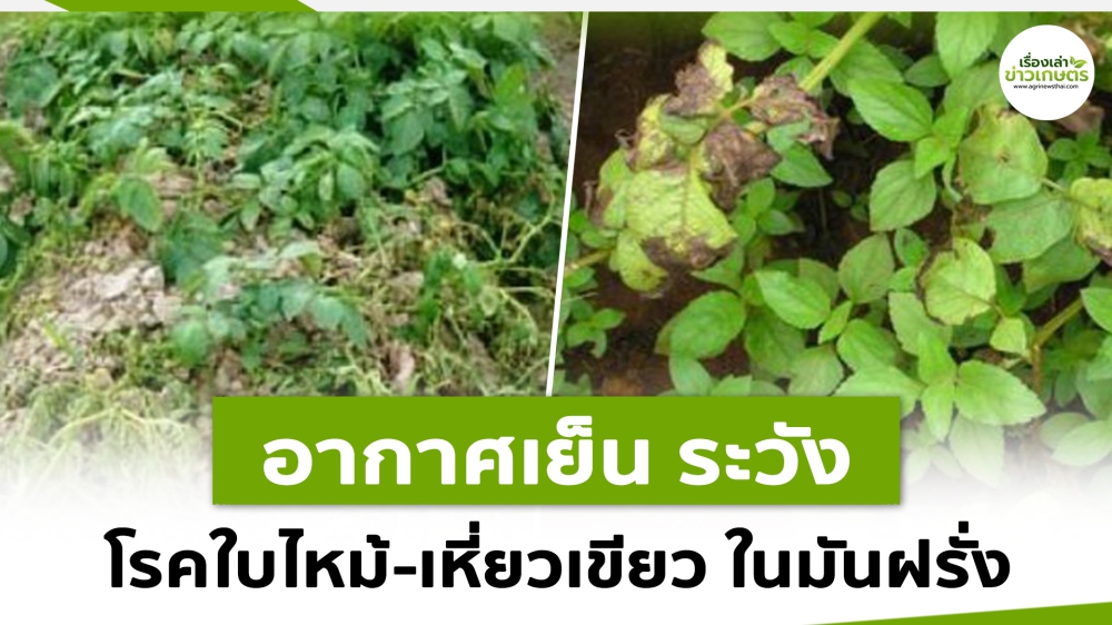 เตือนการเฝ้าระวัง