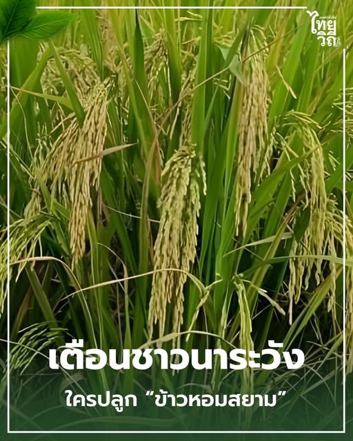 เตือนชาวนา “ข้าวหอมสยาม” ไม่ใช่ข้าวหอมมะลิไทยแท้