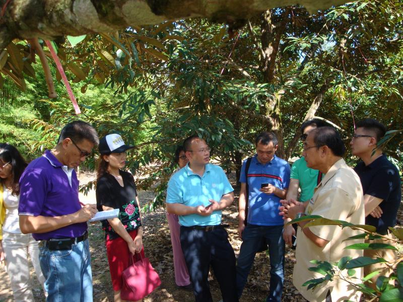คณะรับฟังการเพาะปลูกและลักษณะของทุเรียนพันธุ์จันทบุรี
