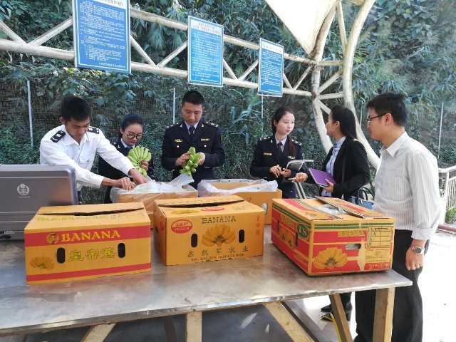 การตรวจและกักกันผลไม้ไทย ณ ด่านโม่ฮาน