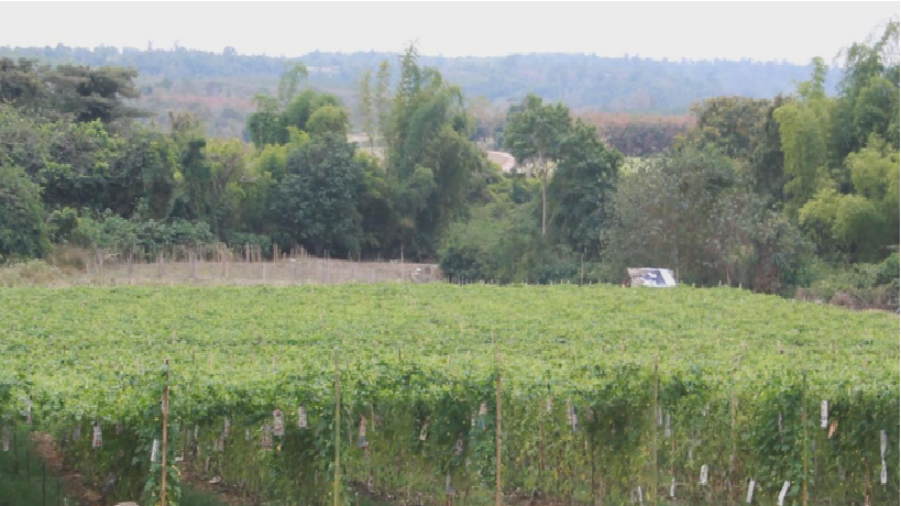 เส้นทางพารวย!เกษตรกรชาวอุดรฯหันมาปลูกมะระจีน