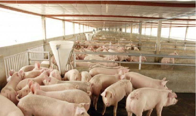 กูรูเตือนมหันตภัยโรคระบาดหมู