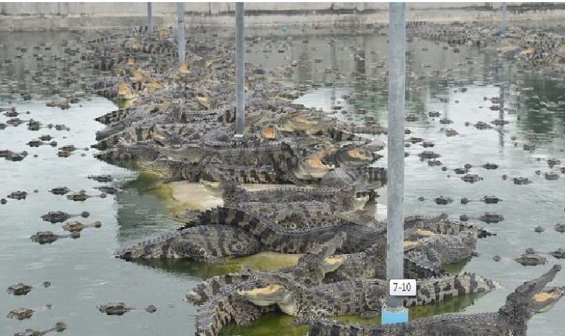 เลี้ยงง่ายใช้แรงงานน้อย!