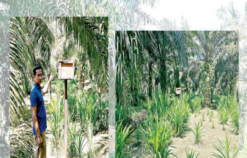 ตัวอย่างที่ไม่ท้อของแปลงใหญ่ปาล์มนํ้ามันสุราษฎร์ธานี