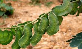 มะขามแขก