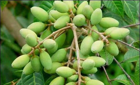 มะกอกน้ำ