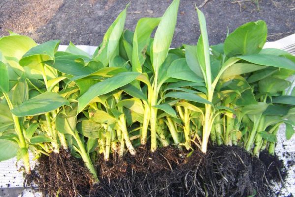 ขยายพันธุ์กล้วยอย่างง่าย ต้นทุนน้อย