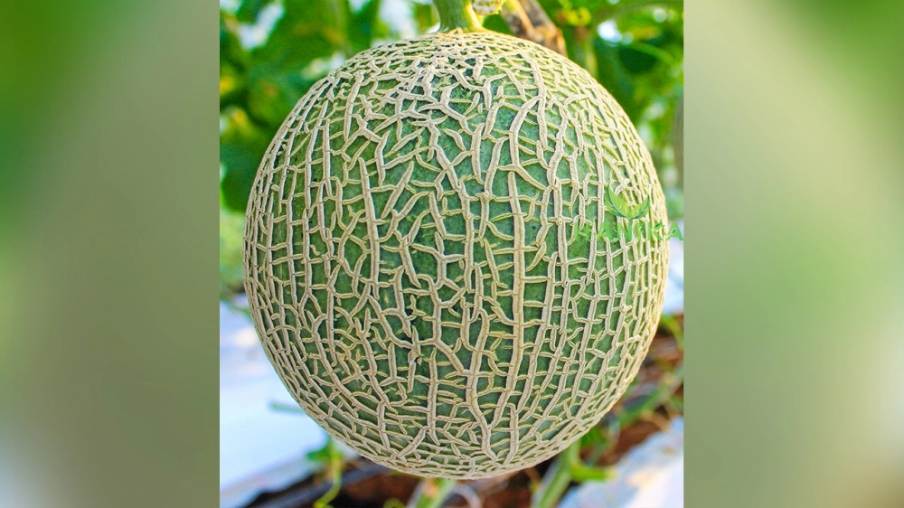 แคนตาลูป+เมลอน ต่างกันอย่างไร มาดูกัน