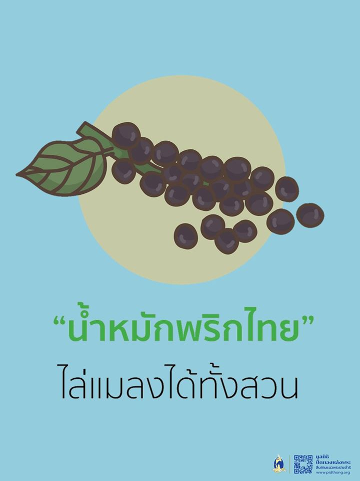 น้ำหมักพริกไทย ไล่แมลงได้ทั้งสวน