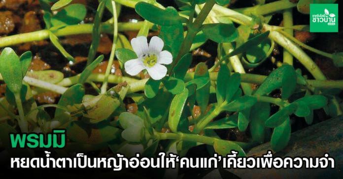 พรมมิ“หยดน้ำตา”เป็น“หญ้าอ่อน”ให้“คนแก่”