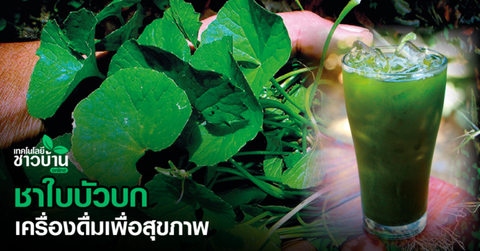 ชาใบบัวบก เครื่องดื่มเพื่อสุขภาพ