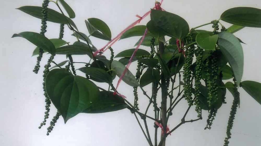 ปลูกพริกไทยพุ่มในกระถาง ไว้ทานในครัวเรือน