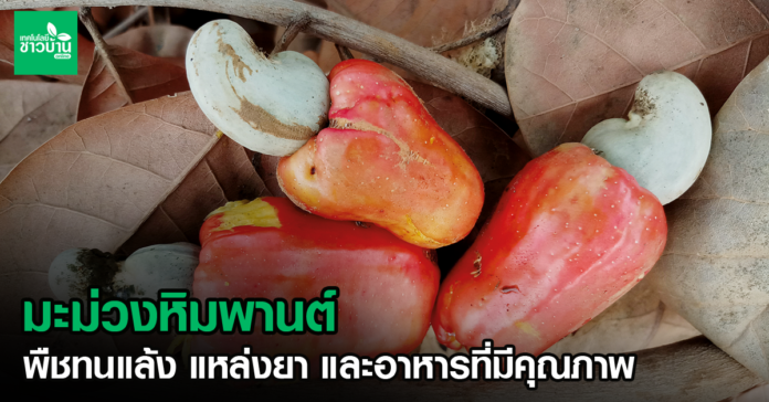 มะม่วงหิมพานต์ พืชทนแล้ง แหล่งยา และอาหารที่มีคุณภาพ