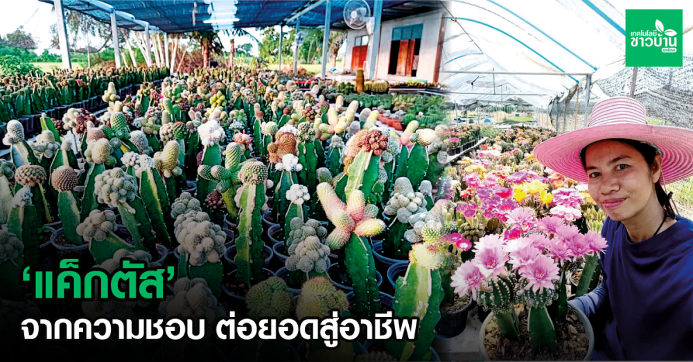 แค็กตัส จากความชอบ สู่อาชีพ