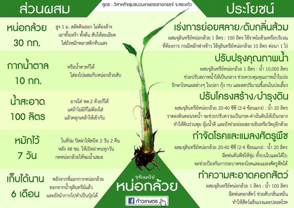 มารู้จัก จุลินทรีย์หน่อกล้วยประโยชน์มากหลายกัน