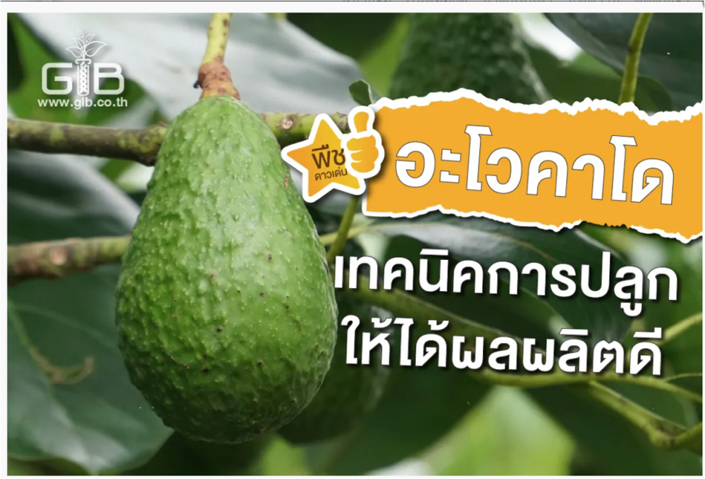 อะโวคาโด เทคนิคการปลูกให้ได้ผลผลิตดี