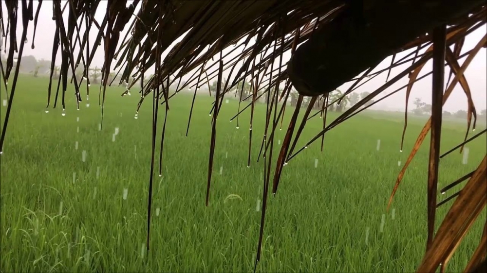 ทำไม?หลังฝนตกจึงมีกลิ่นหอม