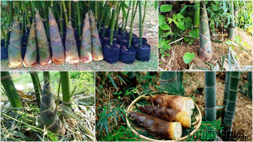 การปลูกไผ่ตงพืชอเนกประสงค์สารพัดประโยชน์