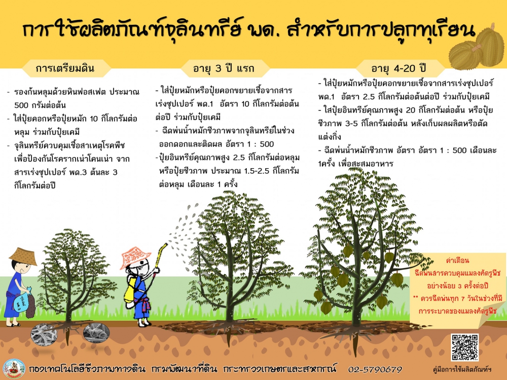 การใช้ผลิตภัณฑ์จุลินทรีย์ พด. สำหรับการปลูกทุเรียน