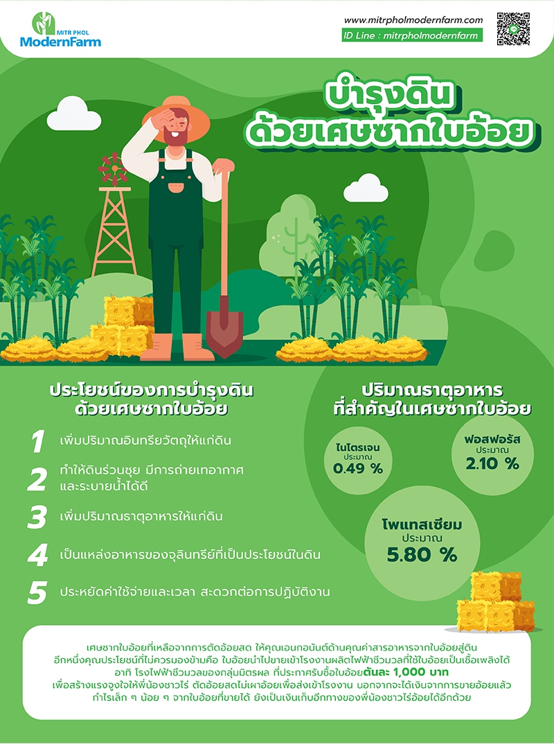 บำรุงดินด้วยเศษซากใบอ้อย