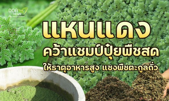 แหนแดงคว้าแชมป์ปุ๋ยพืชสด