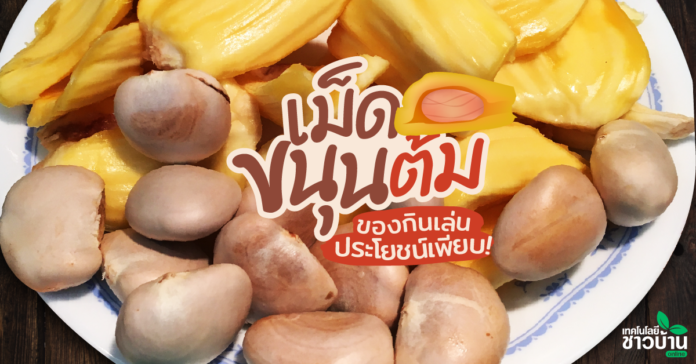 รู้แล้วอย่าทิ้ง“เม็ดขนุนต้ม”ของกินเล่นช่วยลดคอเลสเตอรอล