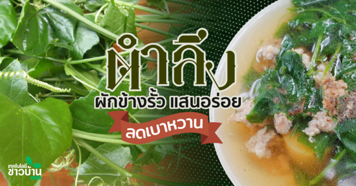 “ตำลึง” ผักข้างรั้ว แสนอร่อย ลดเบาหวาน