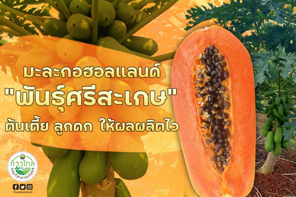 มะละกอฮอลแลนด์พันธุ์ศรีสะเกษ