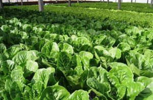 แมลงก็เป็นส่วนหนึ่งที่ทำให้พืช