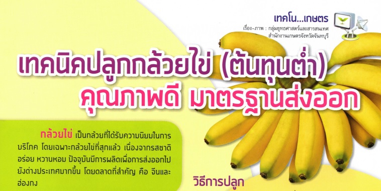 เทคนิคปลูกกล้วยไข่ (ต้นทุนต่ำ) คุณภาพดี มาตรฐานส่งออก