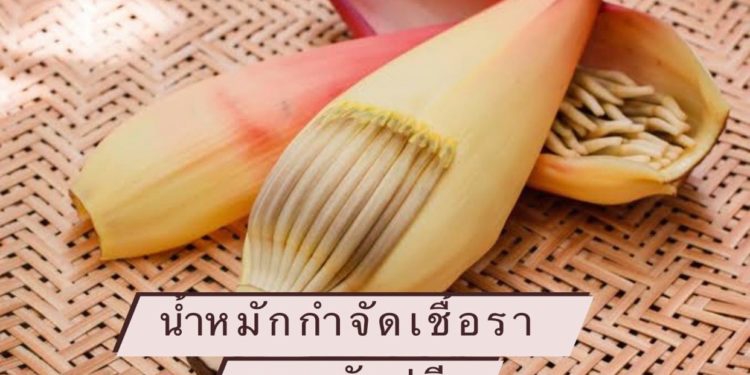 น้ำหมักยางกล้วย สูตรป้องกัน กำจัดราดำ ราแป้ง