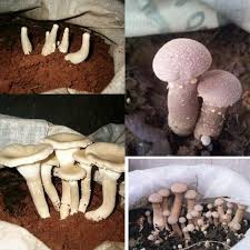 เห็ดโต่งฝน เห็ดเศรษฐกิจตัวใหม่จากประเทศเพื่อนบ้าน